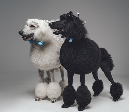 Shot of twosome black and white poodle dogs togetherの写真素材