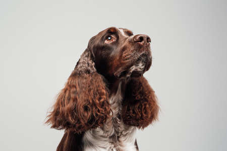 Head shot of purebred dog with fluffy curly fur
