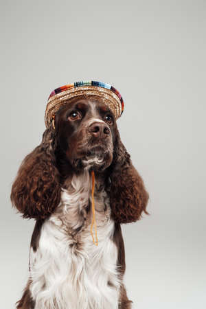 Headshot of english springer dog with colorful straw hatの写真素材