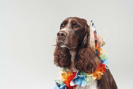 Portrait of english springer dog wearing straw hatの写真素材