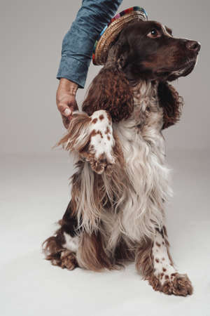Human holding paw of curly spotted doggy with hatの写真素材