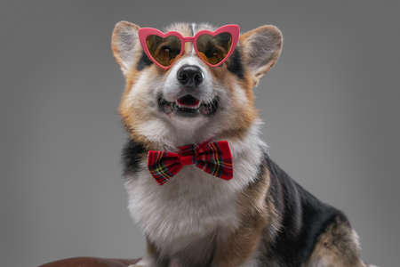 Domestic dog with bowtie and sunglasses against gray backgroundの写真素材