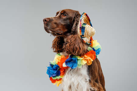Portrait of english springer dog wearing straw hatの写真素材