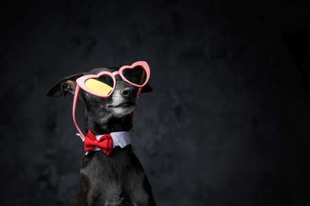 Fashionable canine companion with glasses and bow tieの写真素材