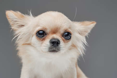 Beige white domestic canine pet with fluffy furの写真素材