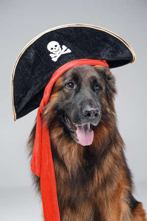 Funny belgian shepherd with pirate hat against white backgroundの写真素材
