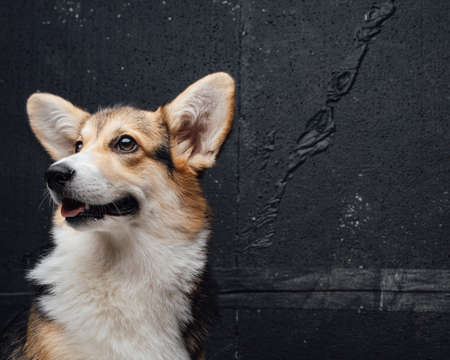 Portrait of welsh corgi doggy against dark wallの写真素材