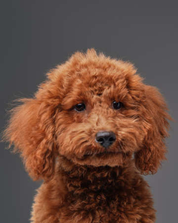 Cute miniature poodle with peach fur against gray backgroundの写真素材