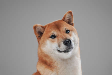 Cute and fluffy dog shiba inu breed against white backgroundの写真素材