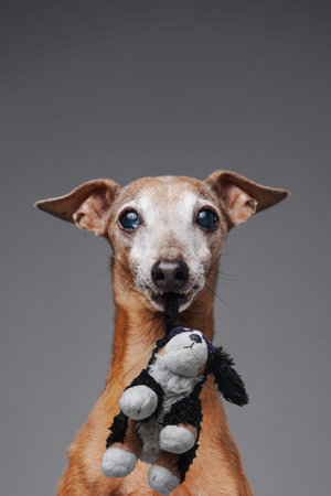 Purebred cute dog with teddy dog against gray background