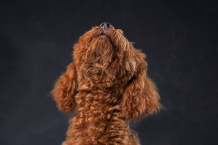 Little poodle with apricot fur looking up against dark backgroundの写真素材
