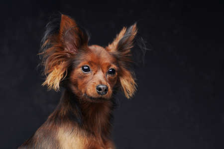 Pedigreed cute dog with long fluffy fur against dark backgroundの写真素材