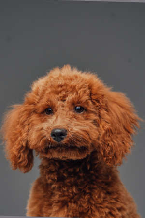 Cute miniature poodle with peach fur against gray backgroundの写真素材