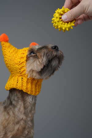 Human arm holding toy and adorable little dogの写真素材
