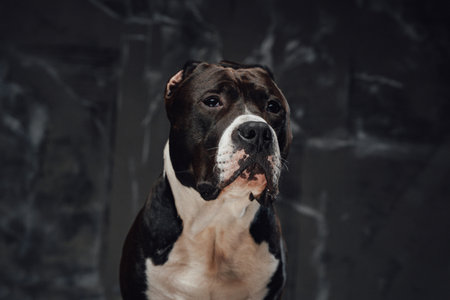 Purebred dog staffordshire bullterrier breed against dark backgroundの写真素材