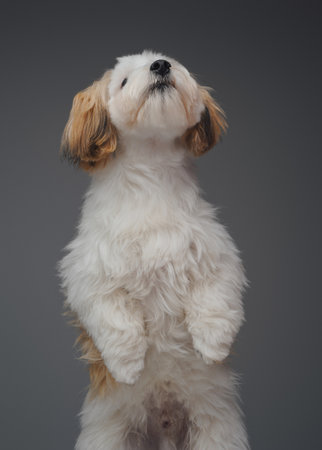 Shot of domestic canine pet standing against gray backgroundの写真素材