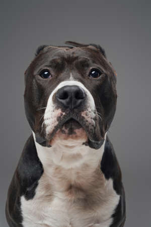 Daring pedigreed bullterrier dog with black and white furの写真素材