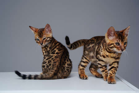 Two lovely bengal cats with spotted fur against white backgroundの写真素材