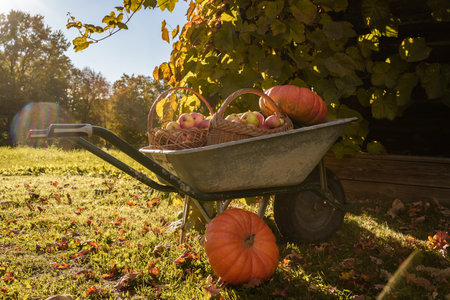 Wheelbarrow with pumpkins and apples at nature in villageの写真素材