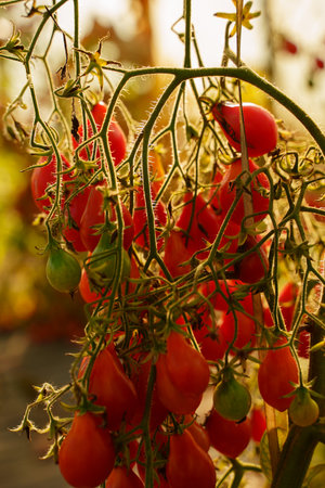 Red tomatoes growing in hothouse in modern farmの写真素材