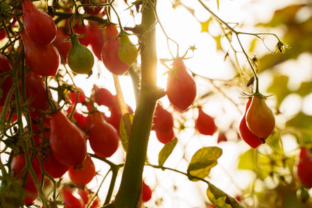 Red tomatoes growing in hothouse in modern farmの写真素材