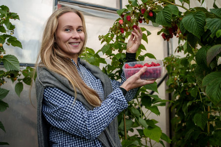Woman gardener harvesting ripe raspberry in greenhouseの写真素材