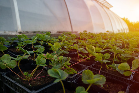 Plantations in near greenhouse in daytime in modern farmの写真素材