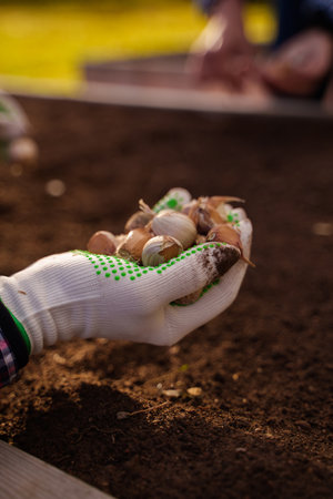 Farmers harvesting ripe garlic in daytime in countrysideの写真素材