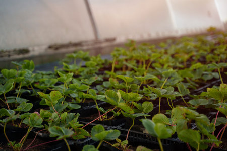 Plantations in near greenhouse in daytime in modern farm