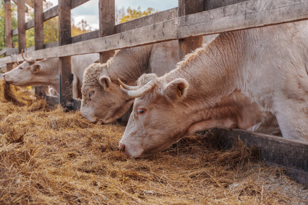 Herd of cows eating hay in barn of modern farmの写真素材