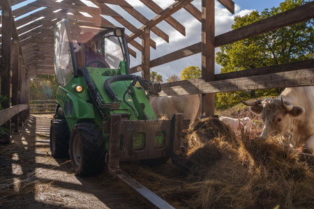 Female farmer working in farm trasporting hay for cowsの写真素材