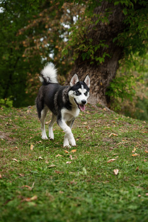 Pedigreed eskimo dog walking in summer forest in daytimeの写真素材