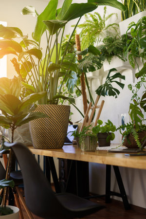 Office space filled with plants and warm sunlightの写真素材