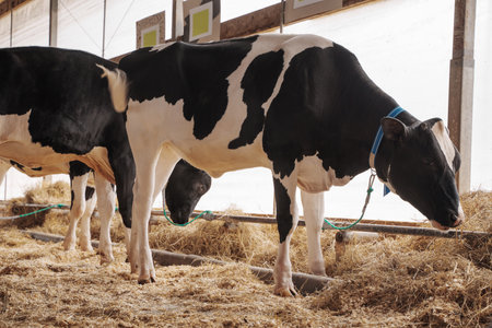 Holstein Friesian Cow in a Barnの写真素材