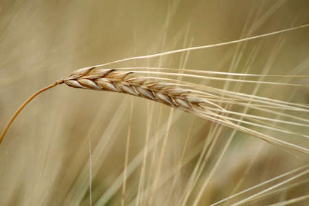 cornの写真素材