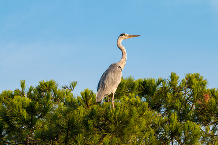 Great Blue Heronの写真素材