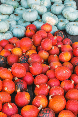 red and blue pumpkins on wood backgroundの写真素材