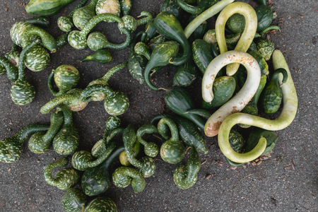 Green pumpkinsの写真素材