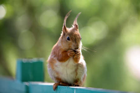 red squirrelの写真素材