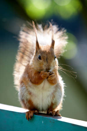 Beautiful portrait of a squirrel is photographed close-upの写真素材