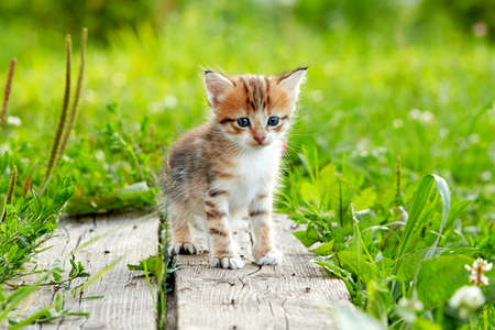 ginger red kitten on grassの写真素材