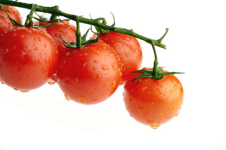 fresh ripe red tomatos on a vine with water drops isolated on whiteの写真素材