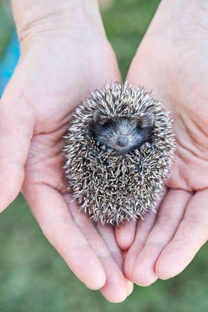 cute baby hedgehog on hand holdingの写真素材