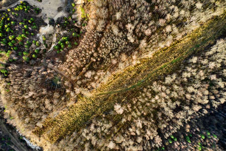 Top view of forest road Arial drone shot of forest trees. Hills country