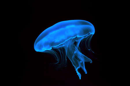 Jellyfish close-up. Isolated on a black background.の写真素材