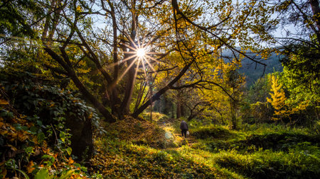 Beautiful autumn landscape in the forest with yellow leaves and sunbeams
