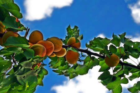Fairy tale looking saturated apricots on a branchの写真素材