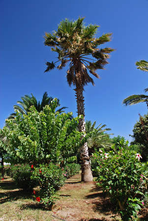 Beautiful tropical garden with many plant speciesの写真素材