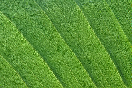Green leaf texture - macro detail with structureの写真素材