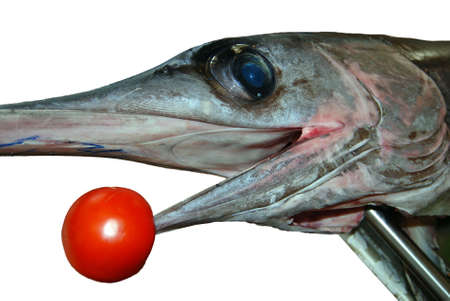 Detail of fresh swordfish head with tomato isolatedの写真素材